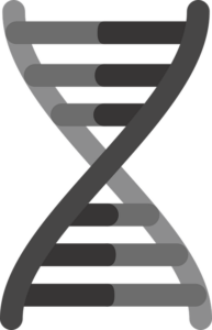 Chromosome strand