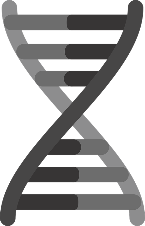 Chromosome strand