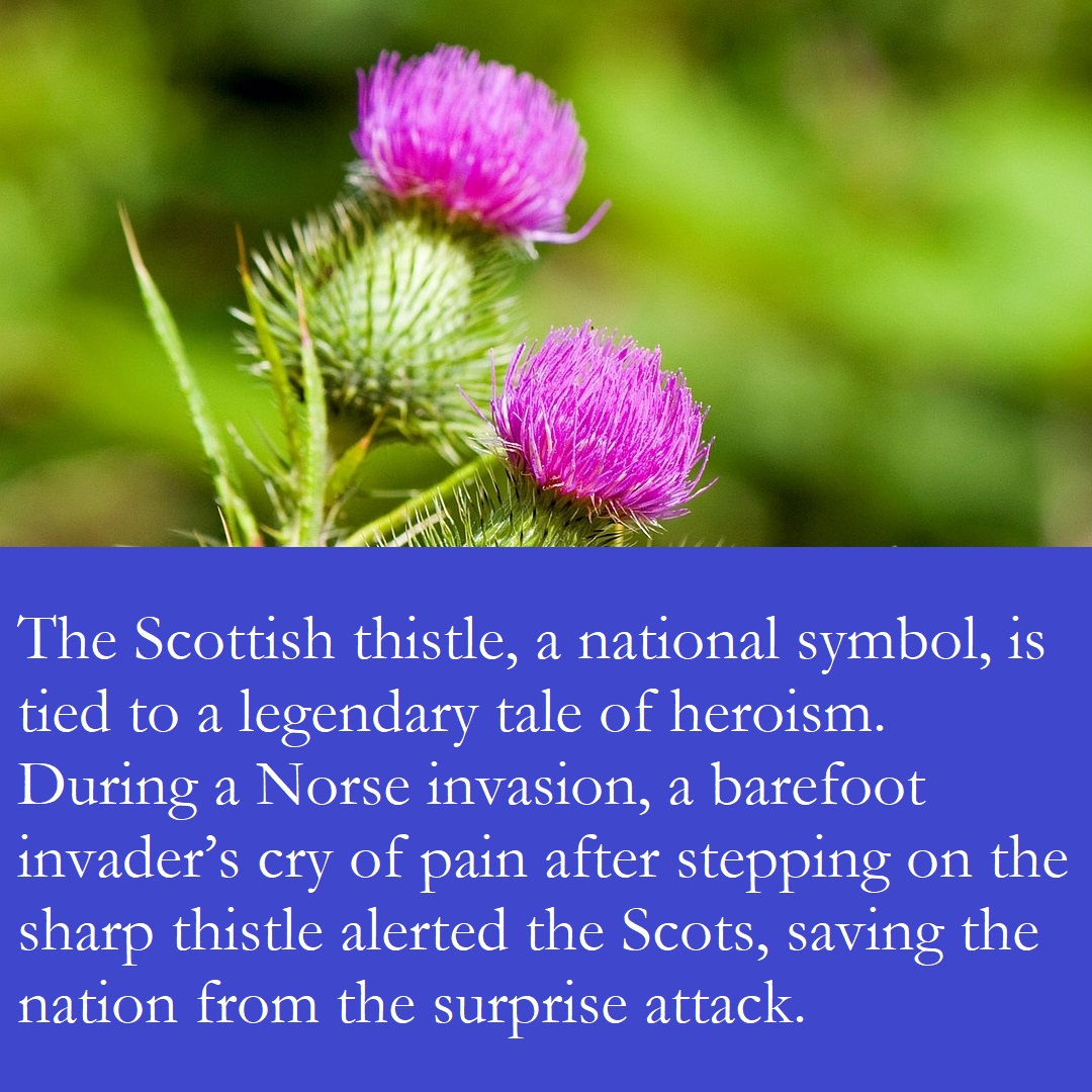 Scottish thistle